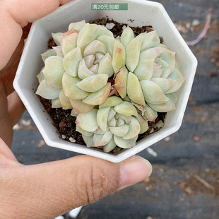 梦幻泡影5头