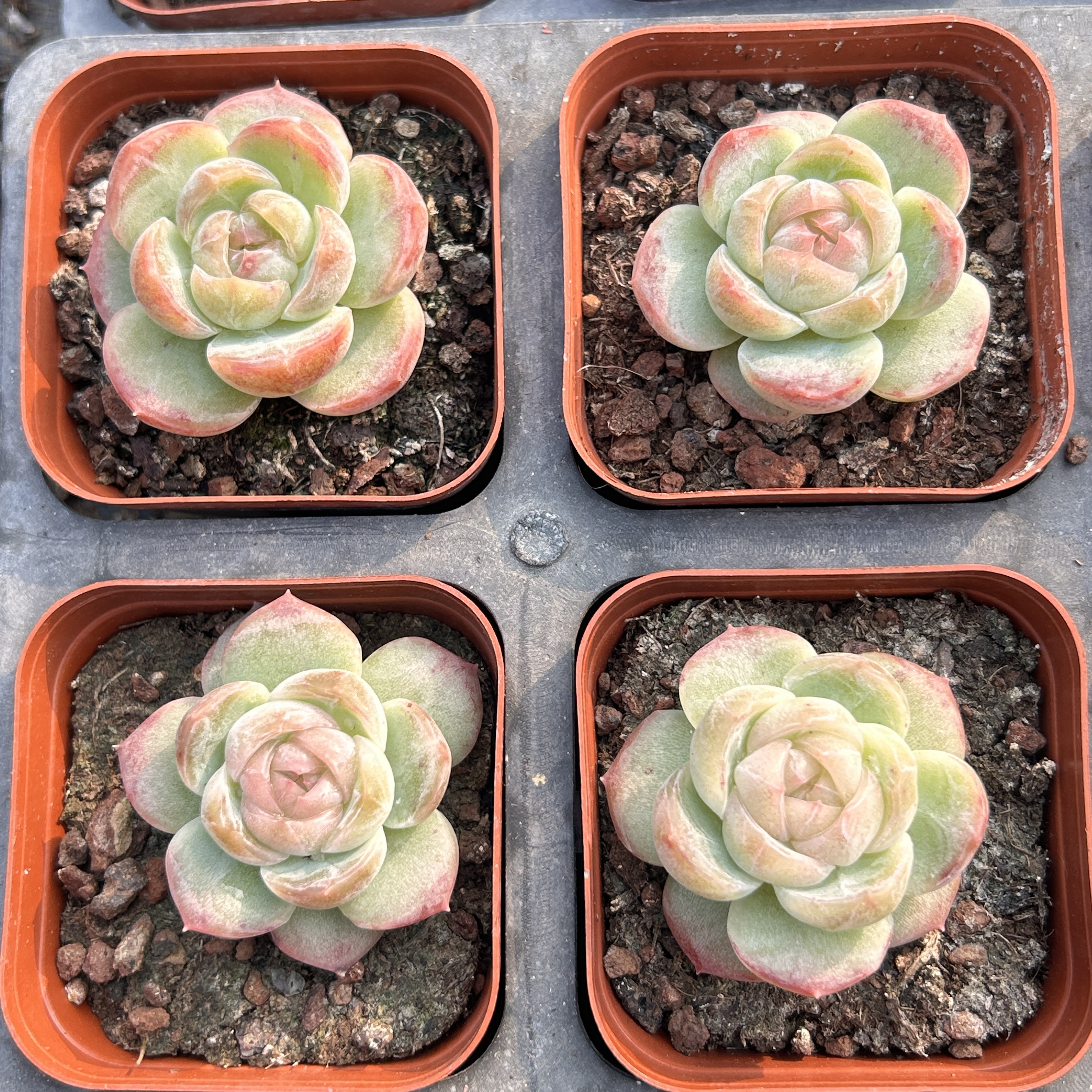 可可珍妮新手好养新品多头大棵精品稀有多肉植物花卉一物一拍