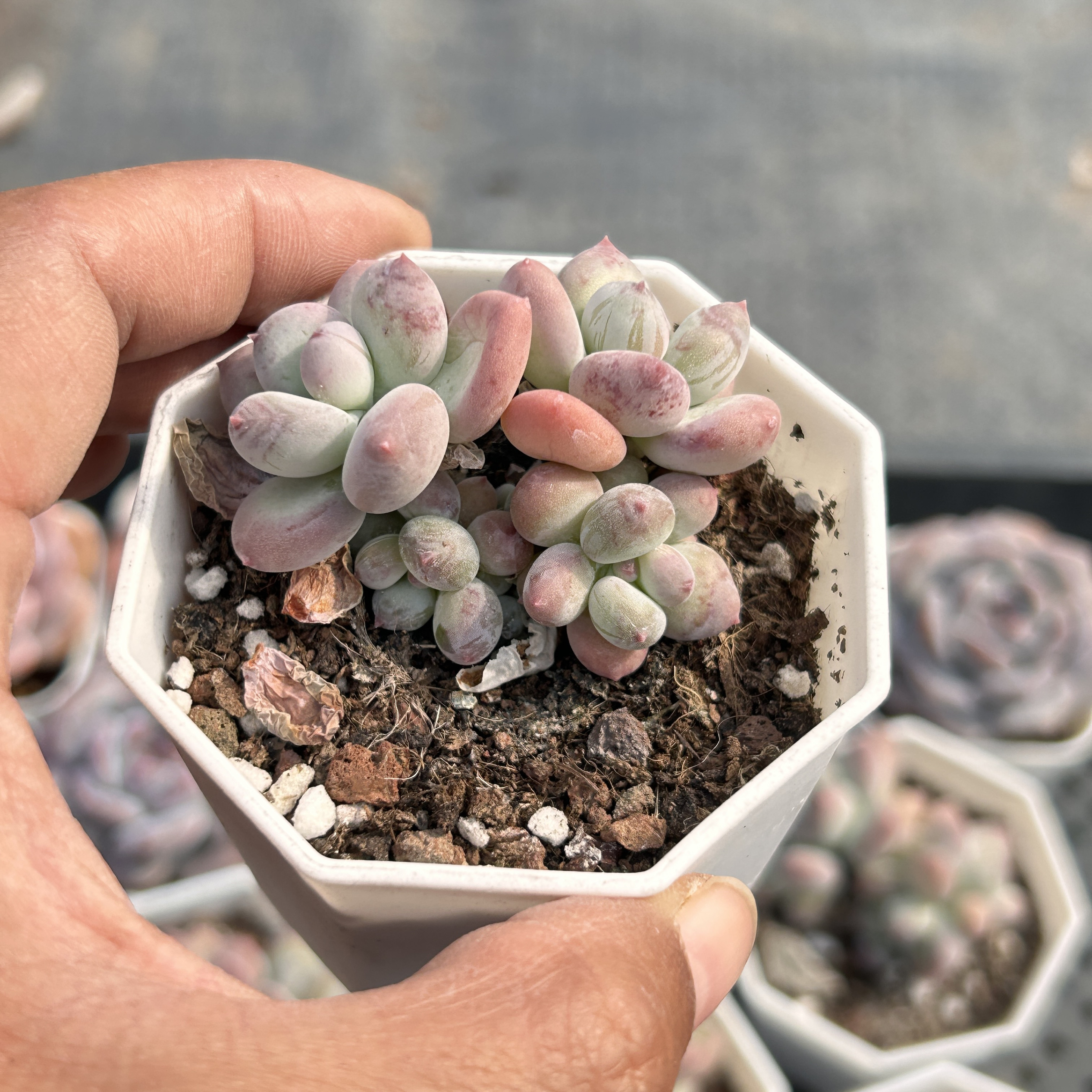 三日月美人苹果奶酪缀化多头大棵精品稀有多肉植物花卉一物一拍