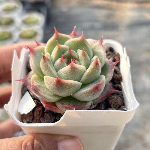 睫毛麦秆油亮好养新品多头精品稀有多肉植物花卉一物一拍