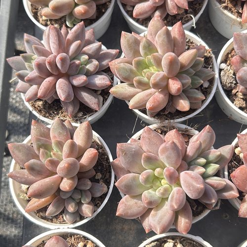 红蜻蜓暗纹新手好养新品多头大棵精品稀有多肉植物花卉一物一拍