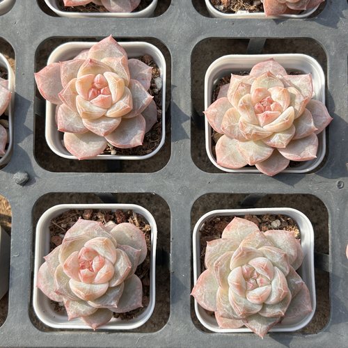 粉钻珍珠贝母珍妮好养新品多头大棵精品稀有多肉植物花卉一物一拍