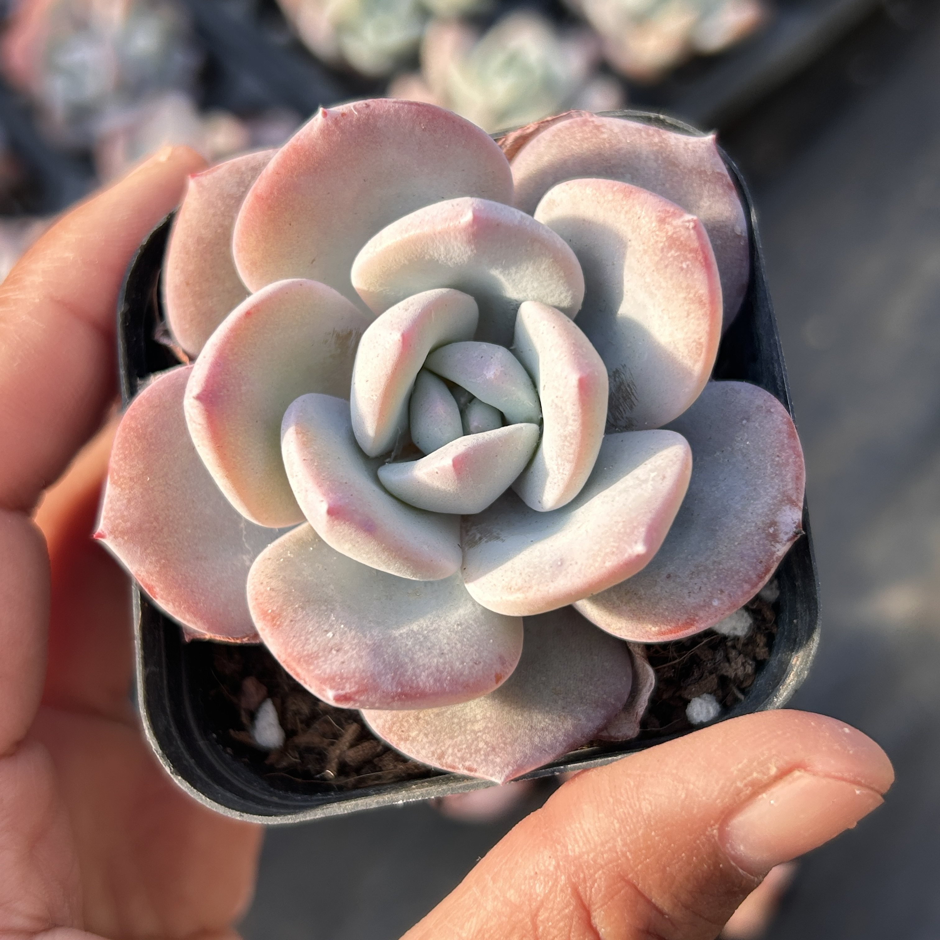 正版韩版奶茶新手好养新品多头大棵精品稀有多肉植物花卉一物一拍,鲜花速递/花卉仿真/绿植园艺,多肉植物,淘宝优惠券,粉丝福利购,淘宝优惠卷