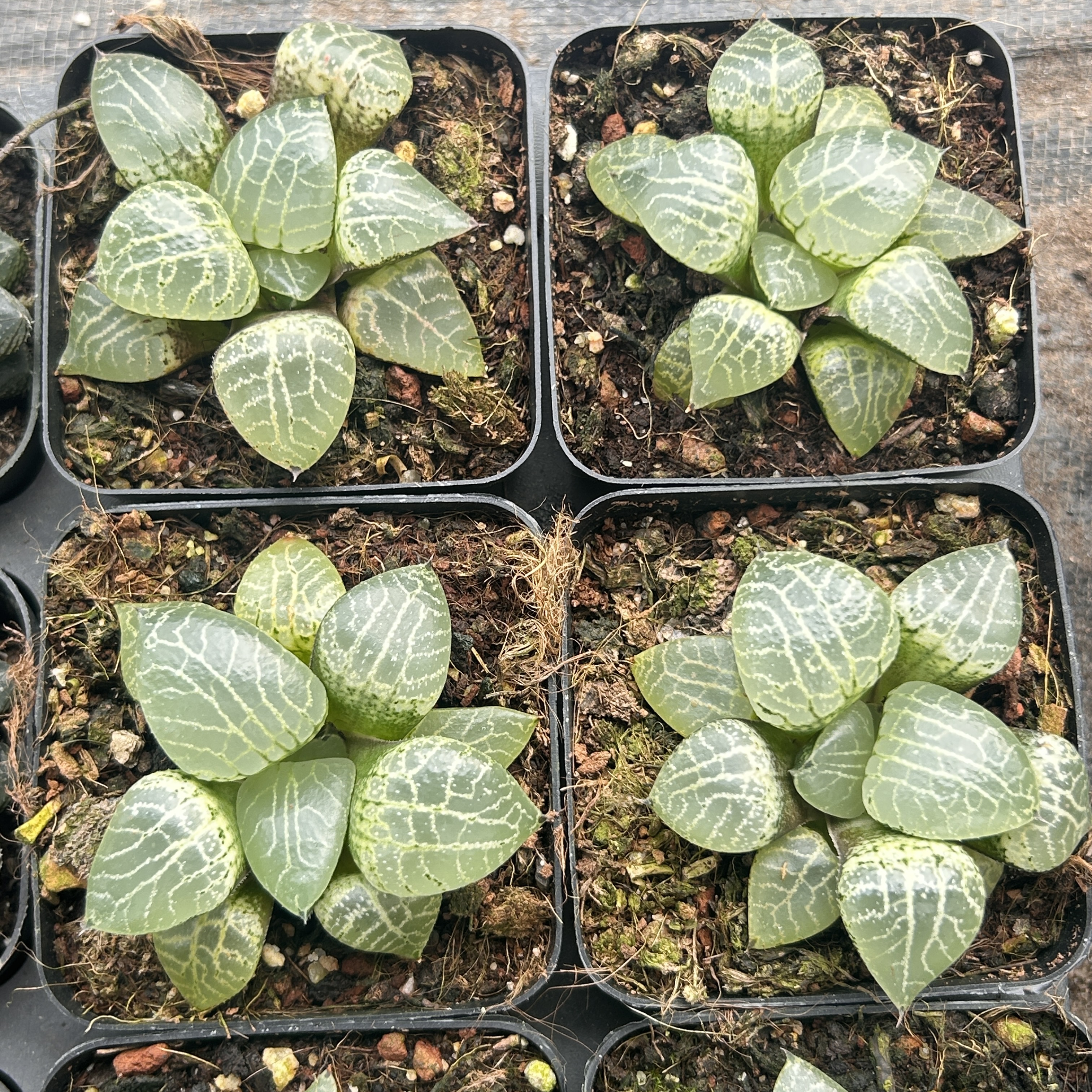 十二卷玉露寿万象玉扇寿新手大棵精品稀有多肉植物花卉一物一拍