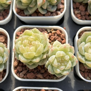 泼天富贵财富密码系列新手好养新品精品稀有多肉植物花卉一物一拍