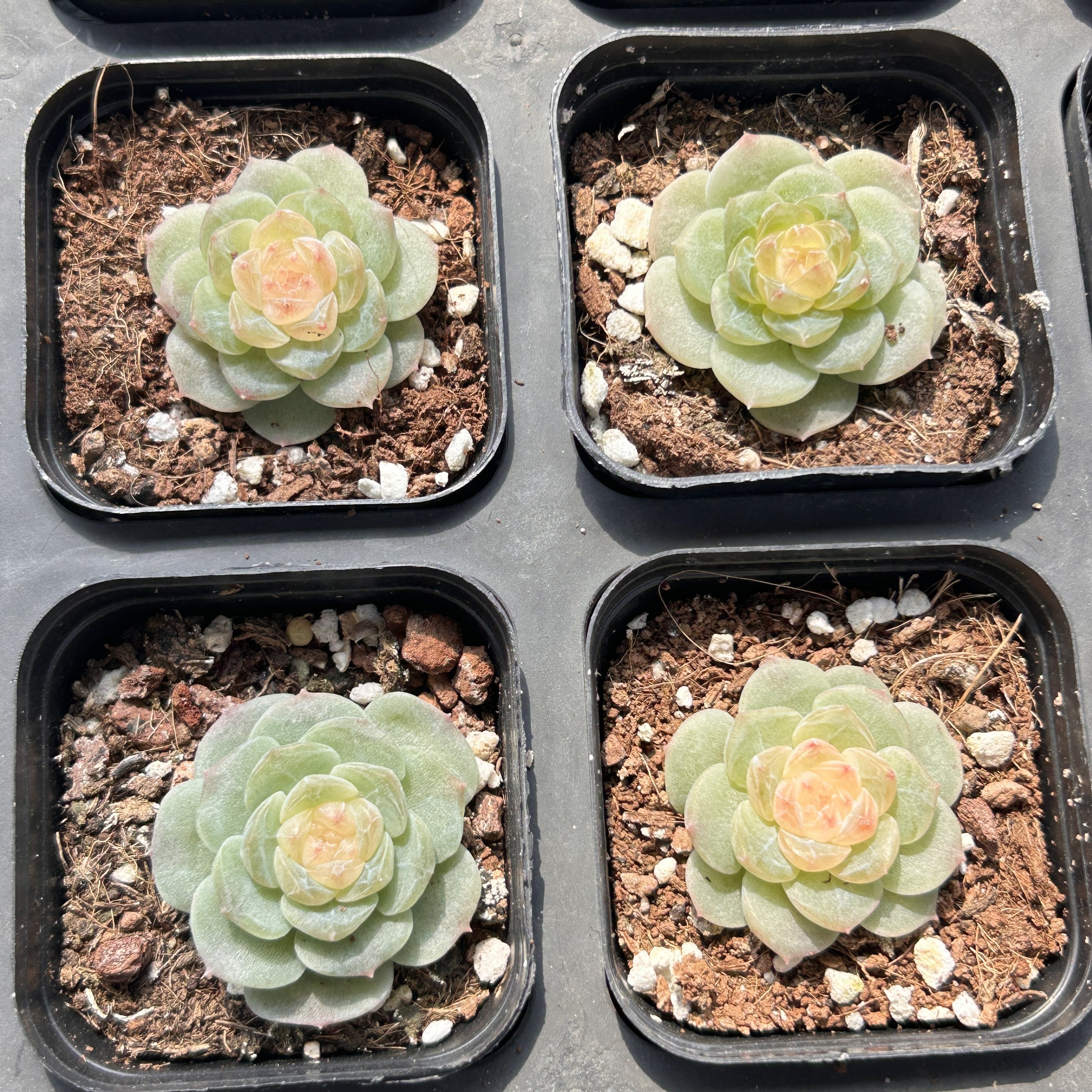 青竹珍妮心新手好养新品多头大棵精品稀有多肉植物花卉一物一拍