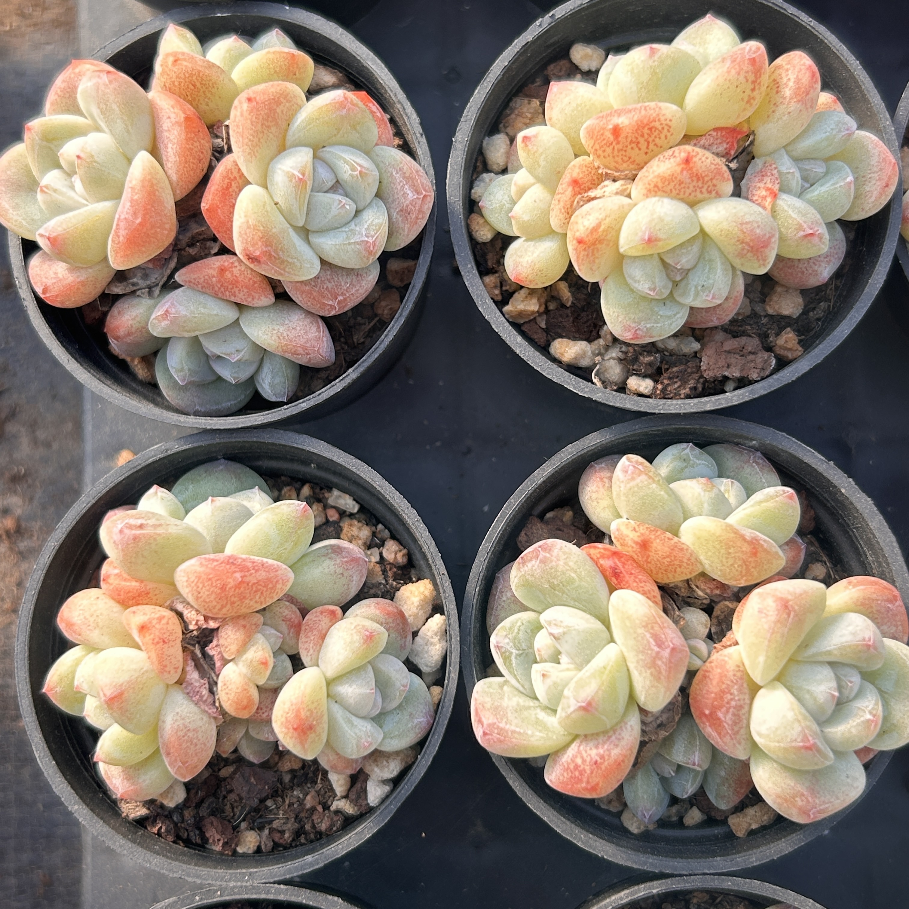 樱花粉冰玉精控小群新品多头大棵精品稀有多肉植物花卉一物一拍