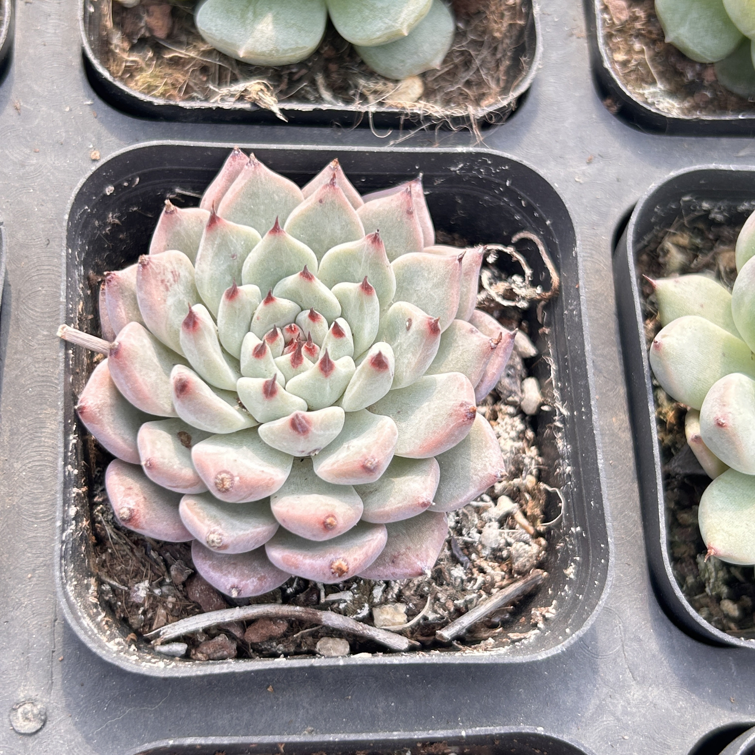 原始绿爪新手好养新品多头大棵精品稀有多肉植物花卉一物一拍