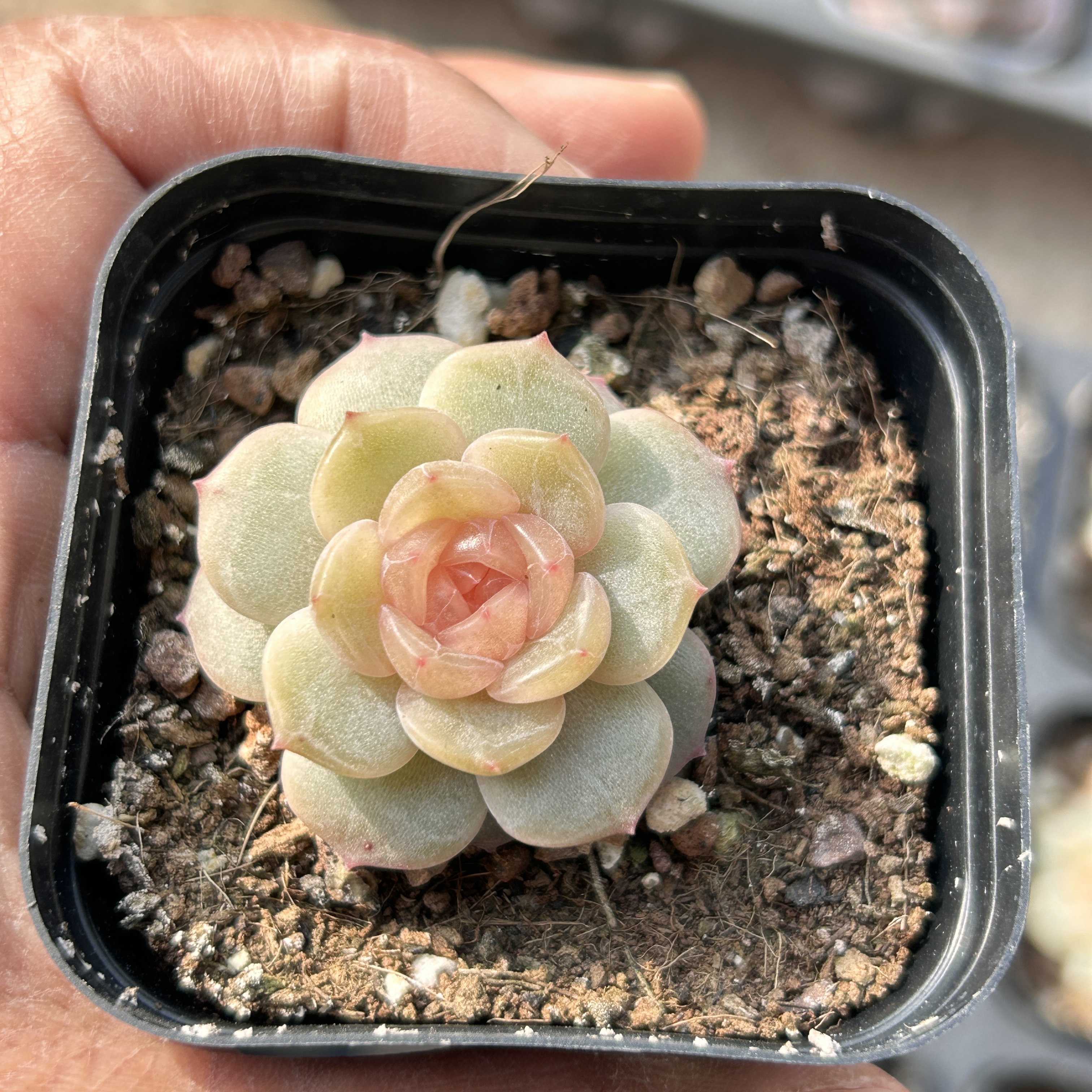 粉色恋人糖心新手好养新品多头大棵精品稀有多肉植物花卉一物一拍