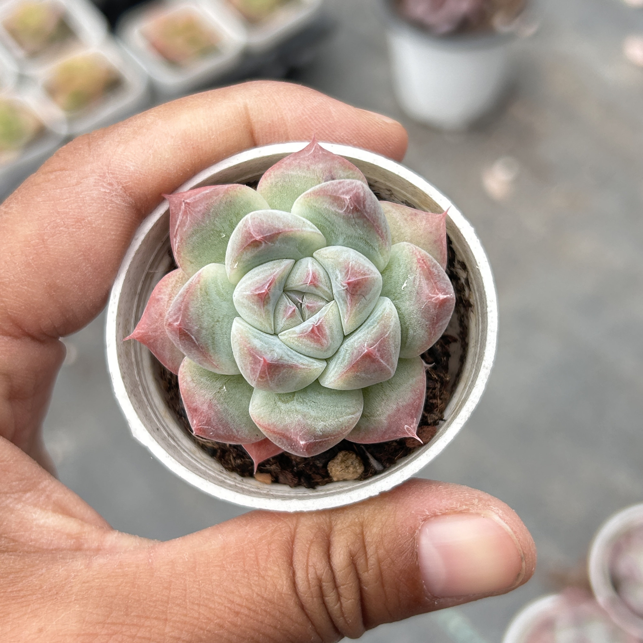 如梦令阿尔巴佳人新手好养新品稀有多肉植物花卉一物一拍