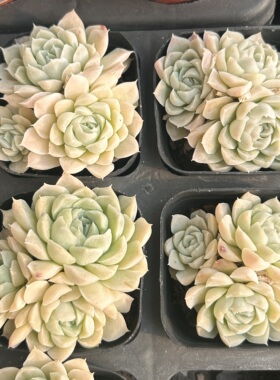 白月影群生新手好养新品多头大棵精品稀有多肉植物花卉一物一拍