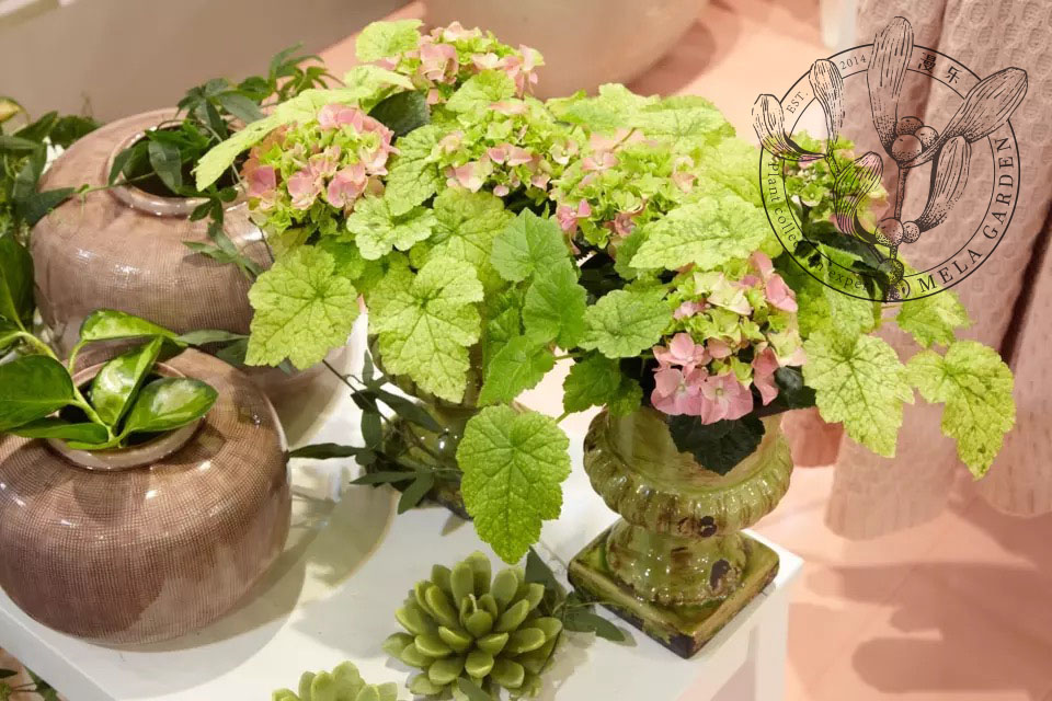 【MELA GARDEN】花叶子母草“塔夫的黄金”锦叶植物盆栽花叶植物在类目 鲜花速递/花卉仿真/绿植园艺, 花卉/绿植盆栽（新）, 花卉中 - 来自Buy2taobao.com提供专业的淘宝代购服务