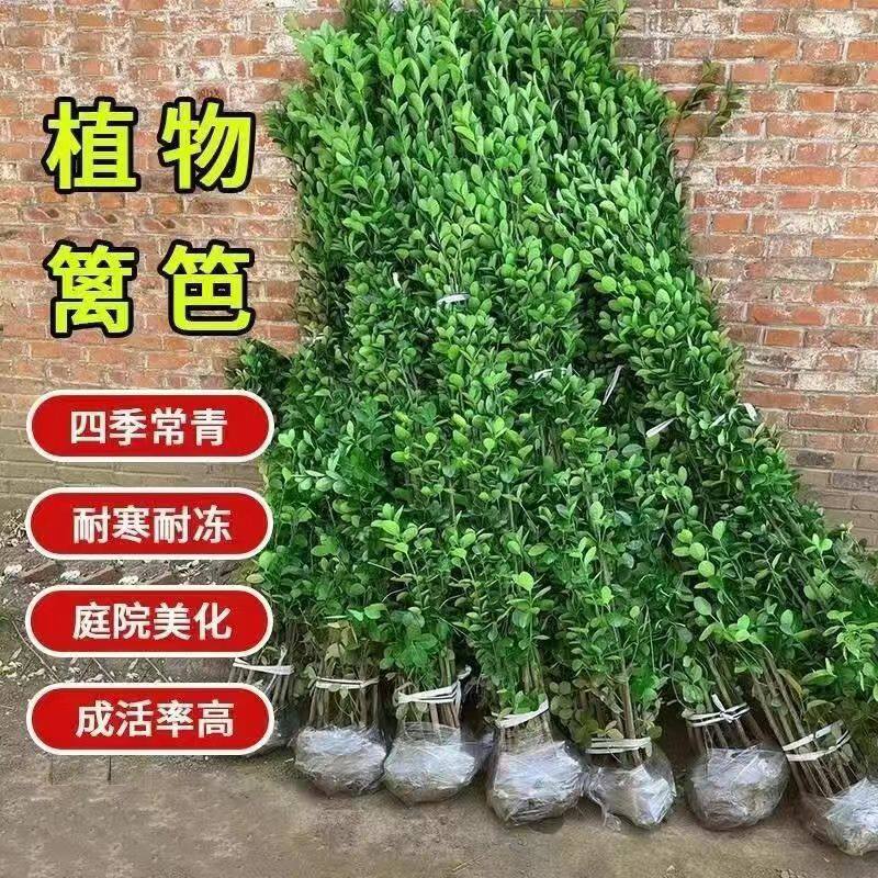 北海道黄杨篱笆冬青苗花园围栏室外绿植绿叶户外绿化绿色植物