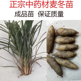 2026四川中药材麦冬苗 麦冬种苗涪城绿化苗 药材苗 庭院阳台楼顶