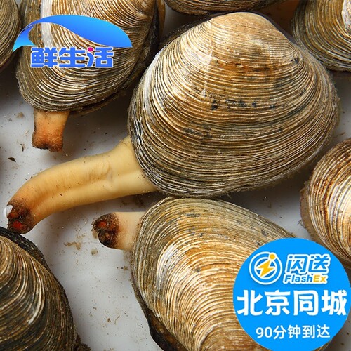 鲜活海捕野生贝类天鹅蛋