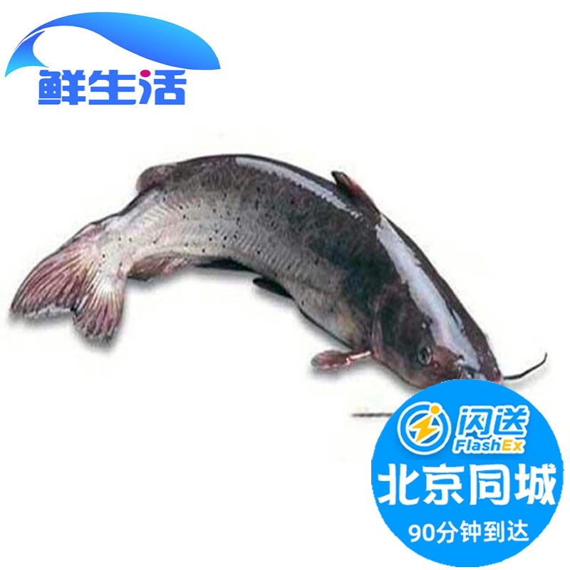 8-2斤1条 北京闪送 鲜活江团鱼鮰鱼习鱼养殖回鱼水产淡水清江鱼