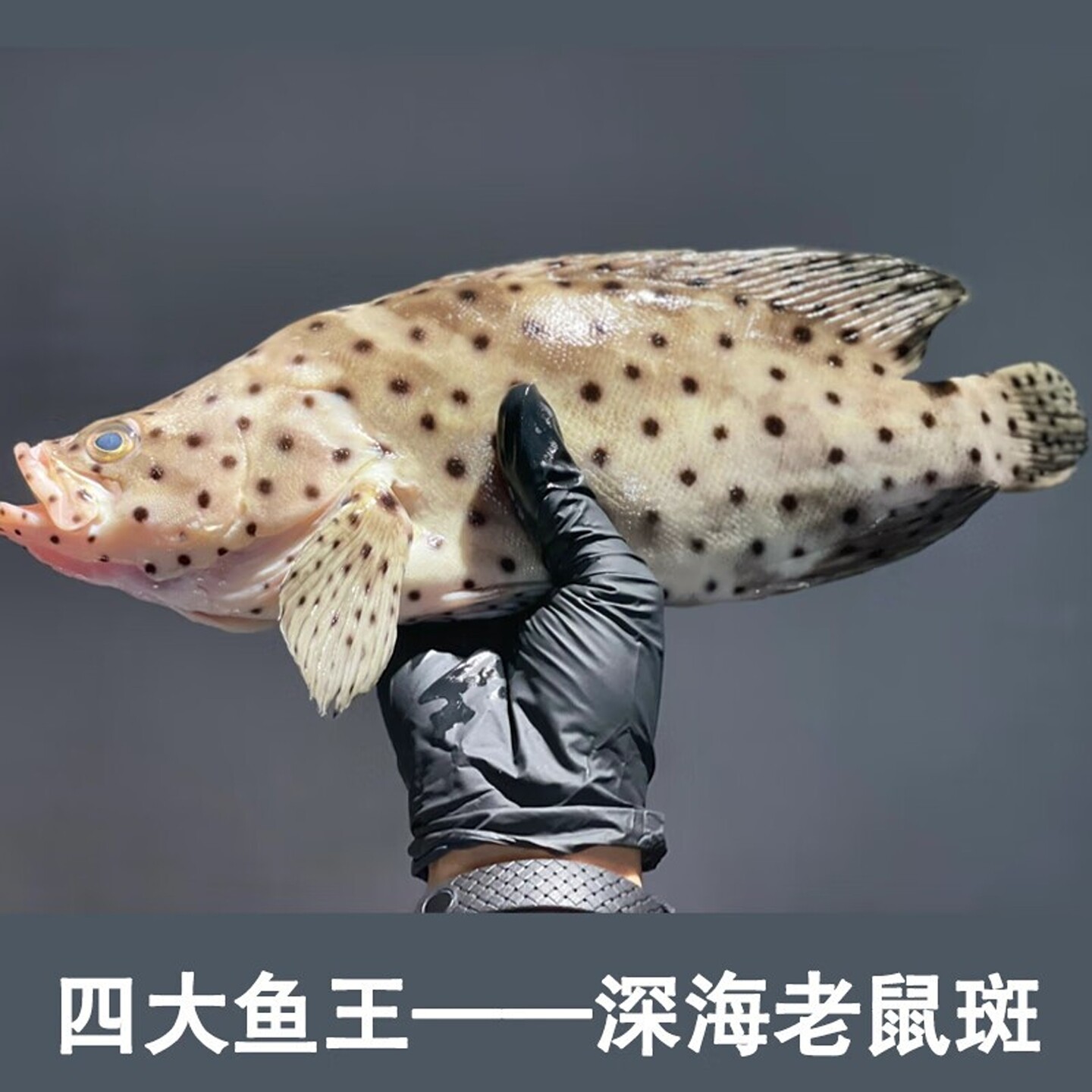 老鼠斑点斑鲜活石斑鱼