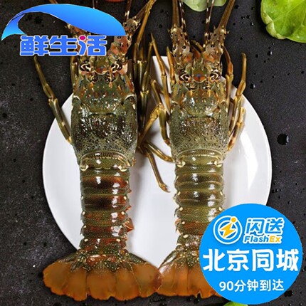 5-8两1只 北京闪送 鲜活小青龙仔 印尼海鲜 龙虾仔 澳洲大花龙虾