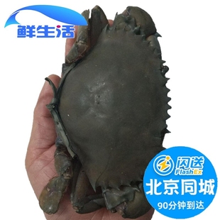 北京闪送青蟹鲜活大红膏蟹母螃蟹红鲟海鲜水产海蟹5两/只现货