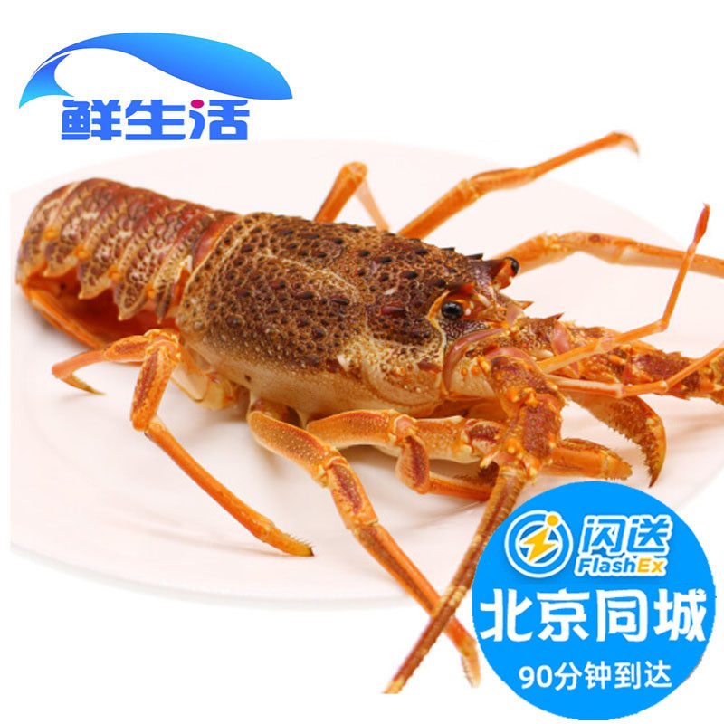 5-8两/只 北京闪送 鲜活南非龙虾仔 澳龙仔 小澳龙南非龙虾现货