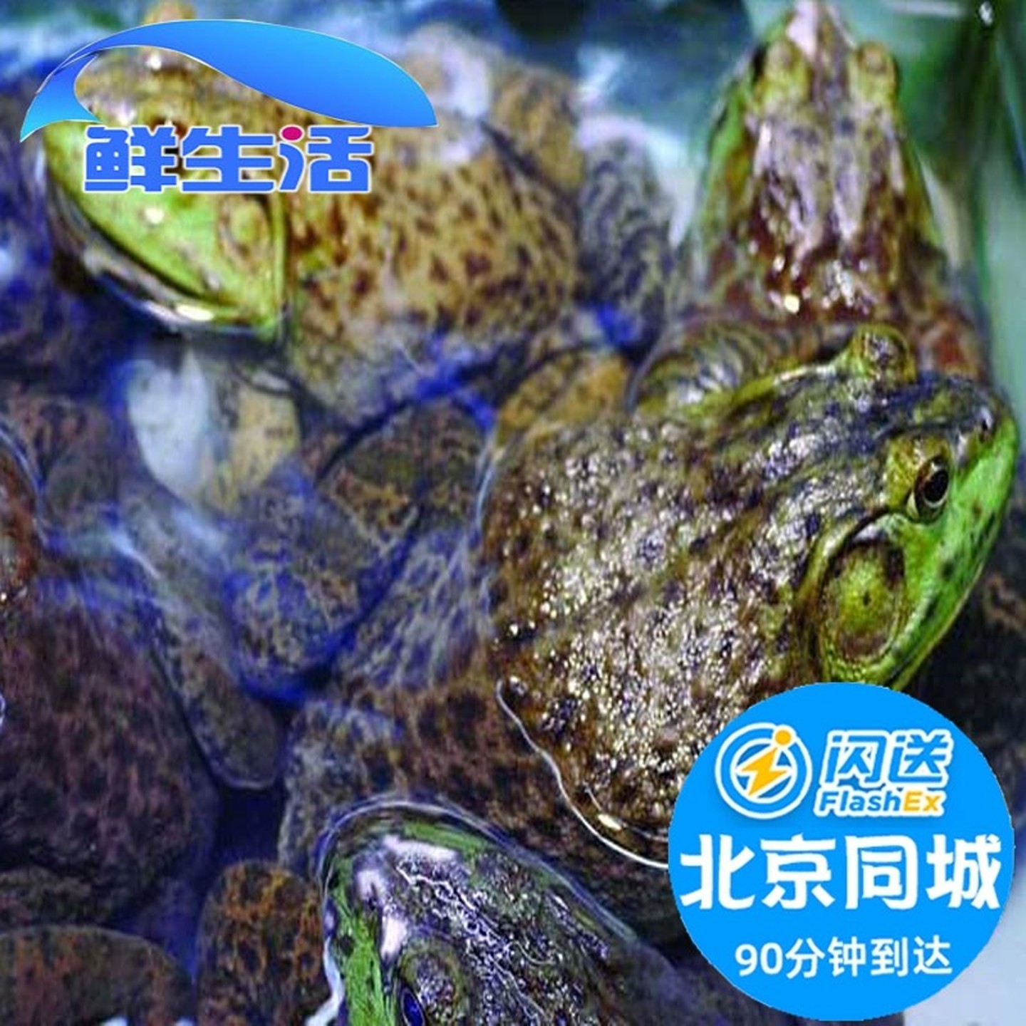 1-3只1斤 北京闪送  鲜活牛蛙 美蛙 大牛蛙肉 活体 牛蛙腿 可收拾,水产肉类/新鲜蔬果/熟食,牛蛙/蛙类制品,淘宝优惠券,粉丝福利购,淘宝优惠卷