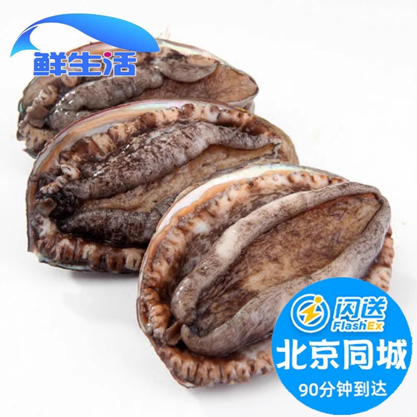 鲍鱼鲜活大连鲍鱼新鲜