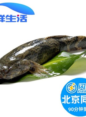 新鲜笋壳味道鲜美水产呆子虎头