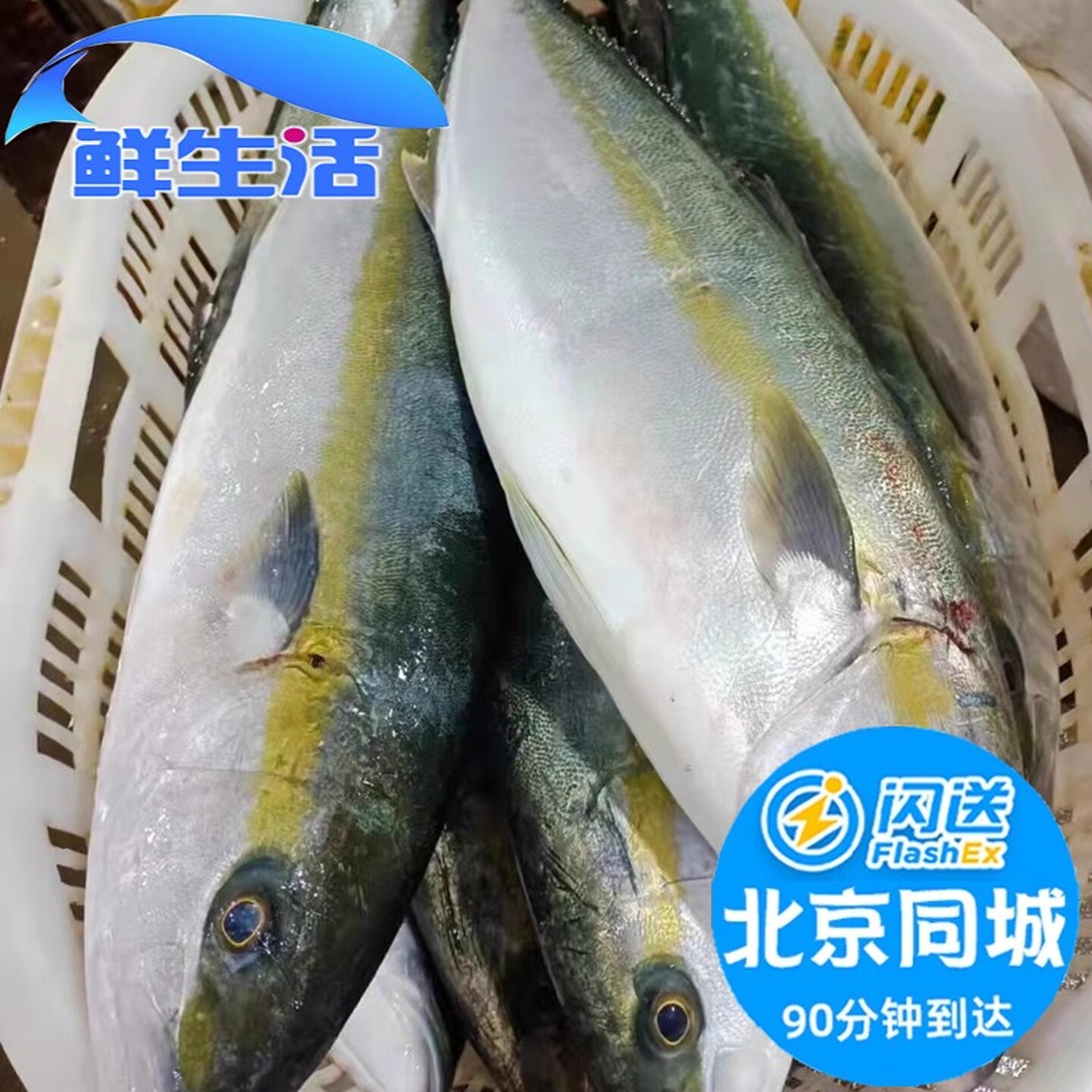 8-10斤1条 北京闪送冰鲜黄狮鱼寒师鱼油甘鱼黄狮鱼章红鱼海钓刺身