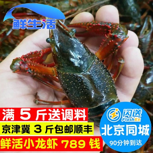 789钱北京闪送小龙虾鲜活清水虾