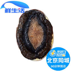 1.5-1.6斤1只 鲜活 澳鲍 澳洲鲍鱼 大鲍鱼 进口水产 非绿边鲍