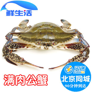 活蟹梭子蟹海蟹飞蟹新鲜满肉公母螃蟹海鲜水产 9两1只 北京闪送