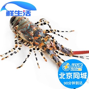 1.5-3斤可拍 北京闪送 澳洲鲜活龙虾青龙 大花龙 龙虾 海鲜水产