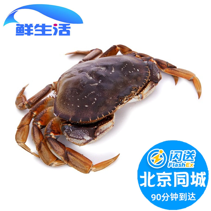 1.8-2斤/只 北京闪送 鲜活珍宝蟹 进口生猛大螃蟹 海蟹 面包蟹