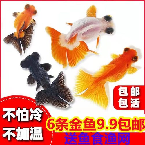 包活金鱼包邮耐活锦鲤鱼冷水鱼