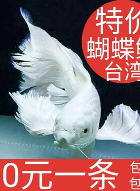 贵妃活体淡水金鱼蝴蝶鲤