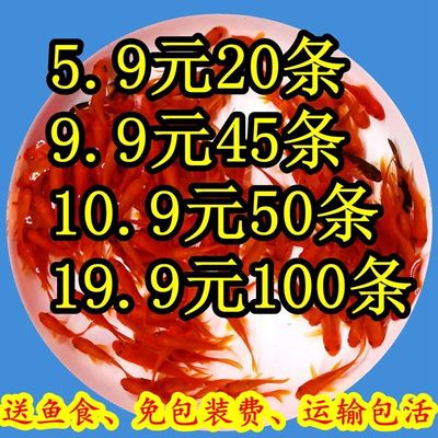 红草金鱼活鱼苗小型观赏鱼苗小鱼小锦鲤鱼活冷水鱼饲料鱼包邮包活