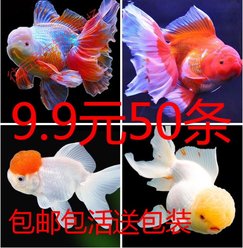 冷水观赏鱼三湖公母草金鱼淡水鱼