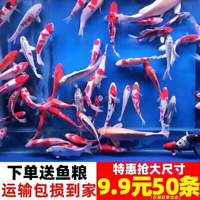 草金鱼活鱼小锦鲤鱼冷水观赏鱼苗