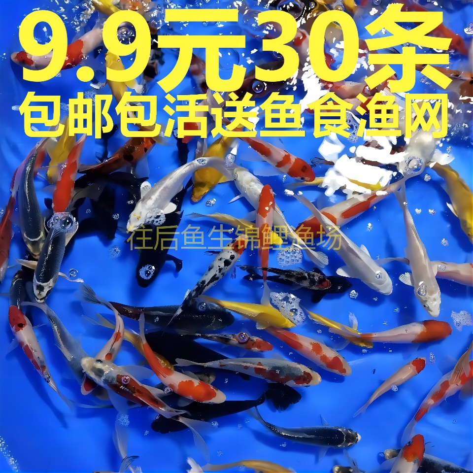 小鱼活锦鲤鱼活体小型观赏鱼苗冷水鱼饲料鱼好养易活花草金鱼活鱼-封面