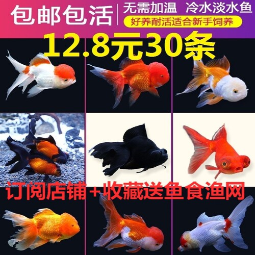 包活小金鱼活锦鲤鱼活好养淡水鱼