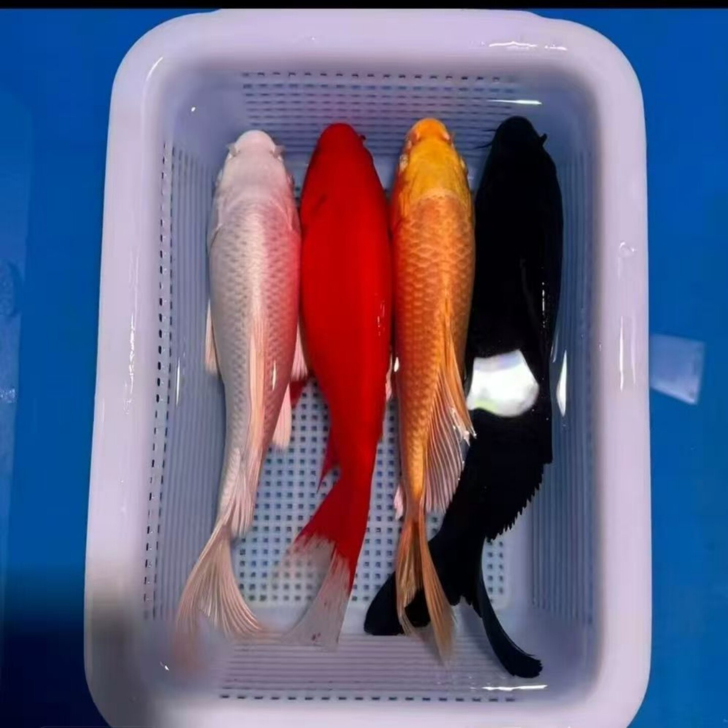 小金鱼淡水观赏鱼锦鲤冷水淡水鱼