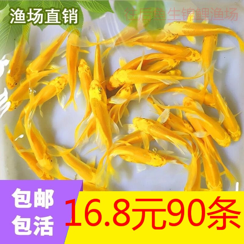 锦鲤鱼红草金金鱼活鱼观赏鱼鱼苗