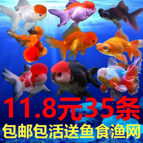 小金鱼活鱼小型冷水观赏鱼苗小锦鲤鱼淡水鱼泰狮包邮红头国狮龙睛