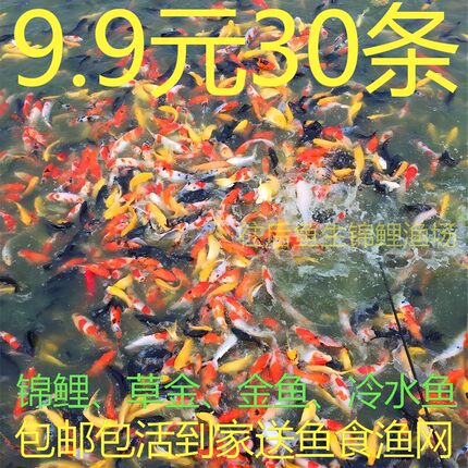 纯种锦鲤鱼活冷水观赏幼苗红白三色小型淡水鱼好养耐活红金鱼活鱼