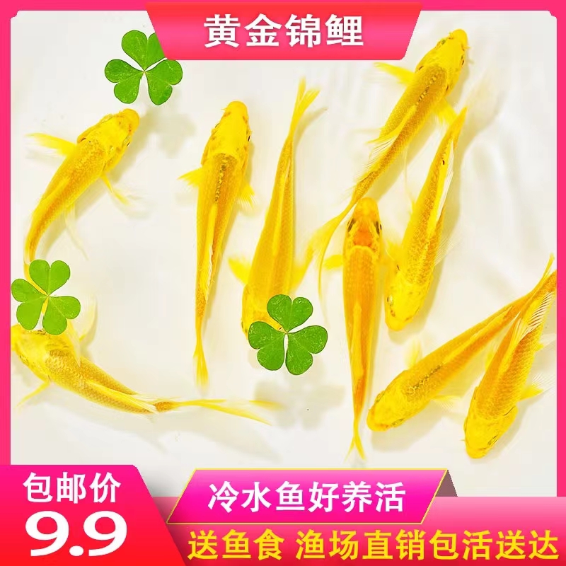 草金鱼活鱼小锦鲤鱼冷水观赏鱼苗