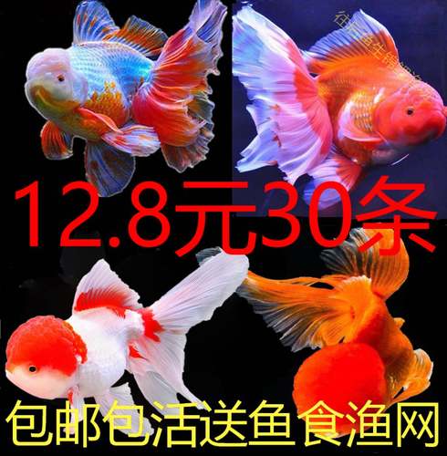 小金鱼活鱼小型冷水观赏鱼苗小锦鲤鱼淡水鱼泰狮包邮红头国狮龙睛