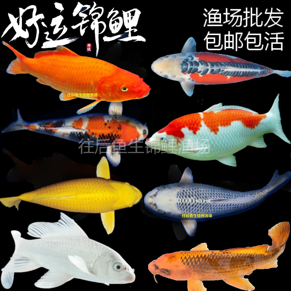 锦鲤观赏鱼苗纯种大型好养淡水