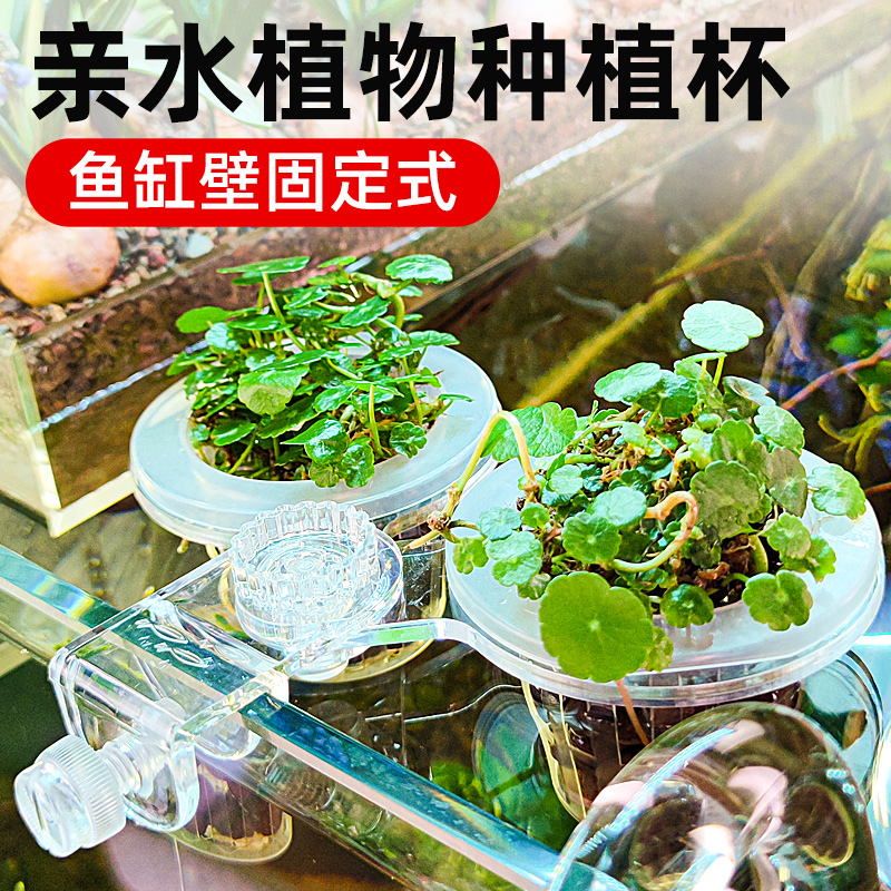 田園漫步魚缸水培紅薯苗帶吸盤支架水生植物魚缸裝飾地瓜山芋盆栽