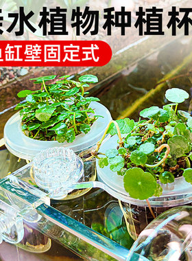 田园漫步鱼缸水培红薯苗带吸盘支架水生植物鱼缸装饰地瓜山芋盆栽