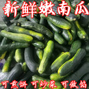 嫩南瓜新鲜长南瓜蔬菜黑窝瓜菜南瓜炒菜青窝瓜绿南瓜现摘整箱 当季